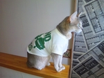 ミュゼTシャツ