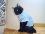 クマっぴグレーTシャツ