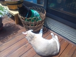 くまっぴ
